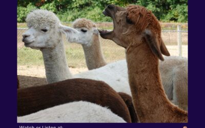 Running Wild Alpaca Ranch #62
